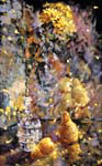 Chrysanthemum