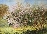 Pink flowering